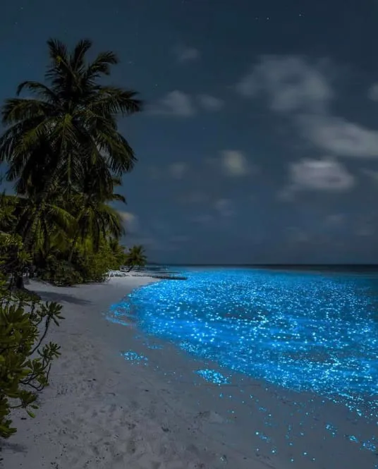 Night shoreline on Holbox Island where bioluminescent plankton glows in the water