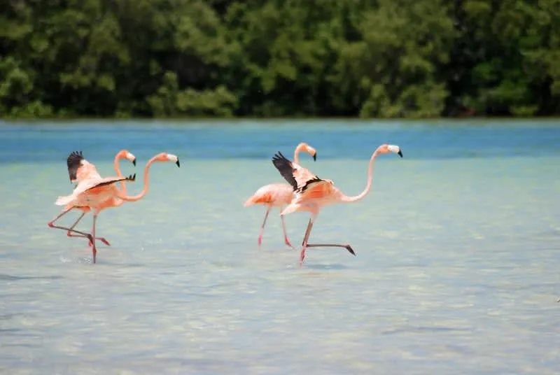 Flock of pink flamingos wading in shallow lagoon waters at Punta Mosquito near Holbox Island