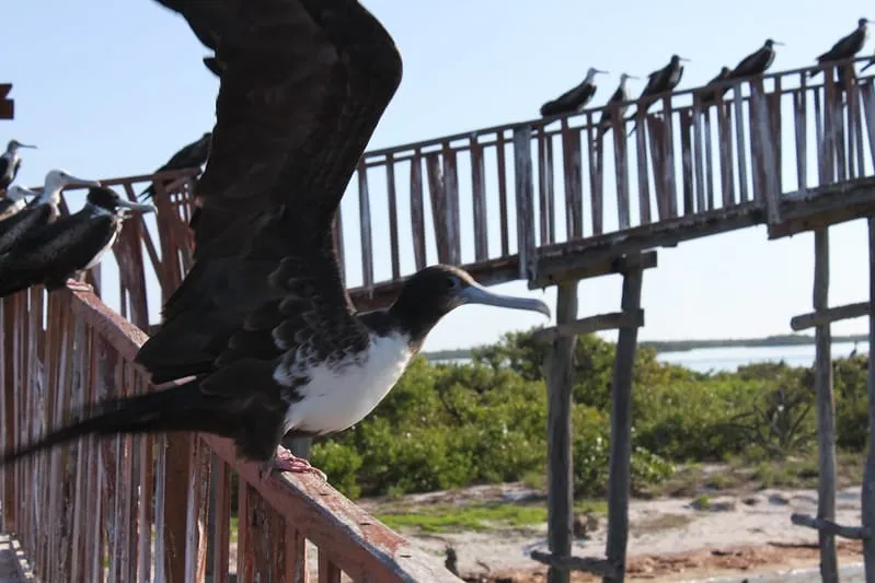 Birdlife and mangroves around Isla Pajaros near Holbox Island