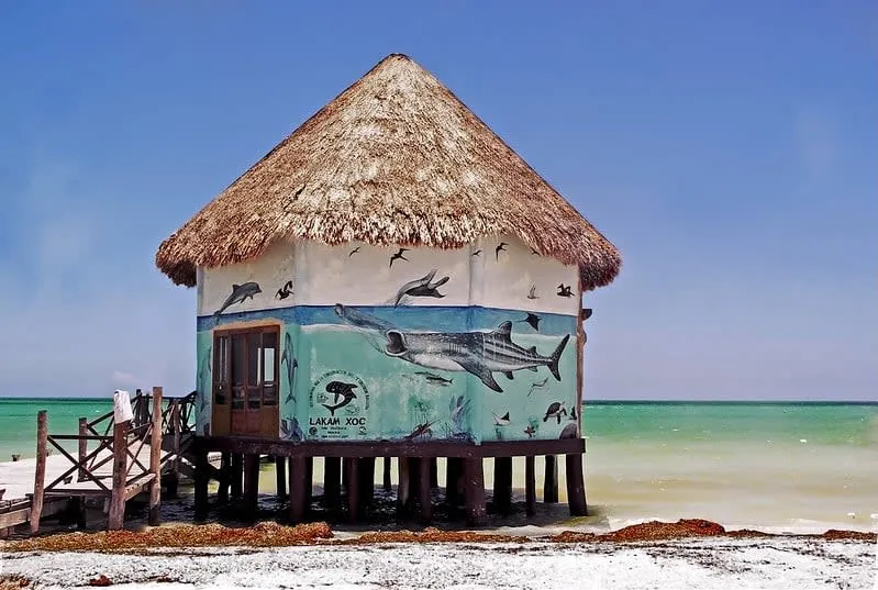 Whale shark swimming near Holbox Island during summer viewing season