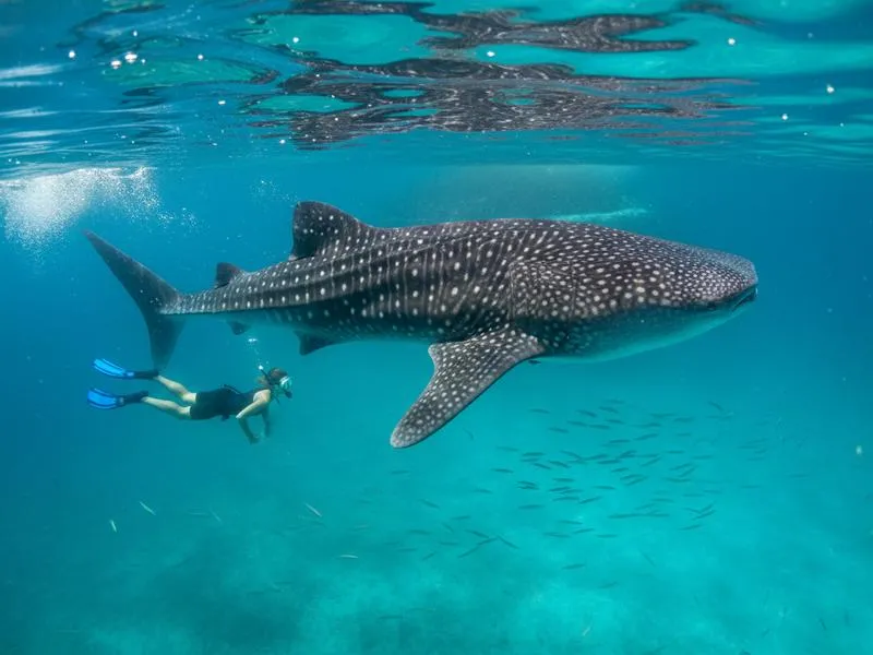 Holbox bioluminescence kayak tour available on dark February nights