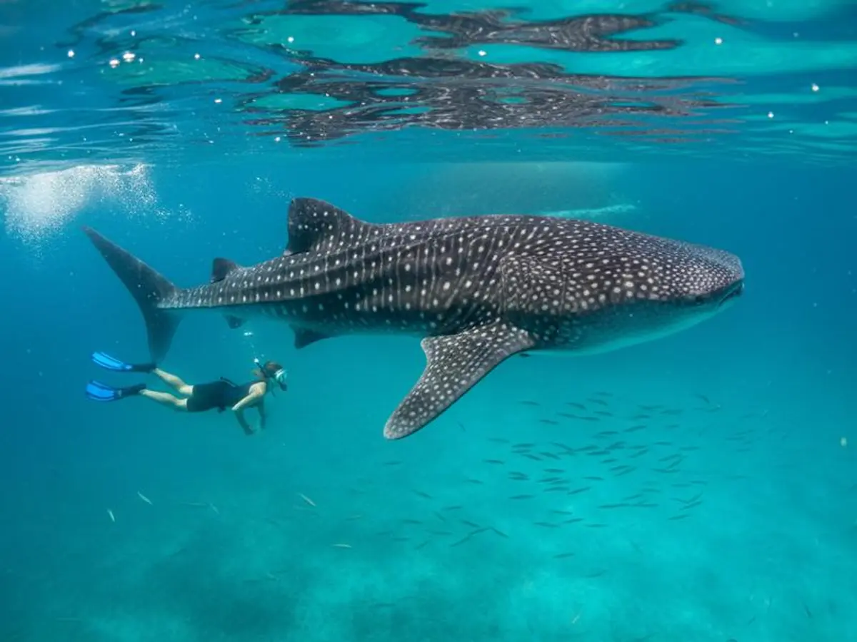 Best Hotels in Holbox 2026: Beach, Town & What to Know