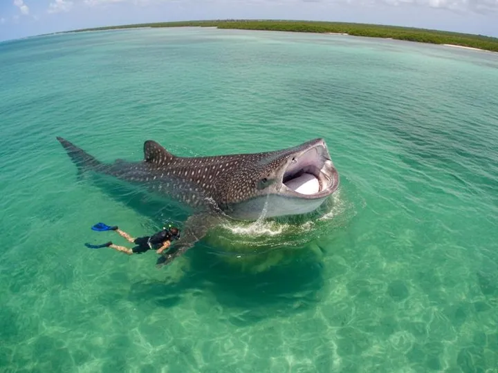 Holbox in July: Whale Sharks, Bio Bay & Rain