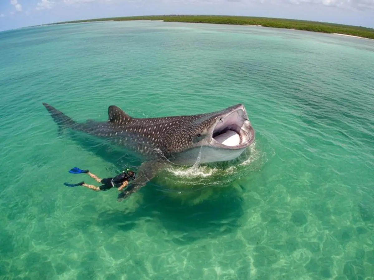 Holbox in July: Whale Sharks, Bio Bay & Rain