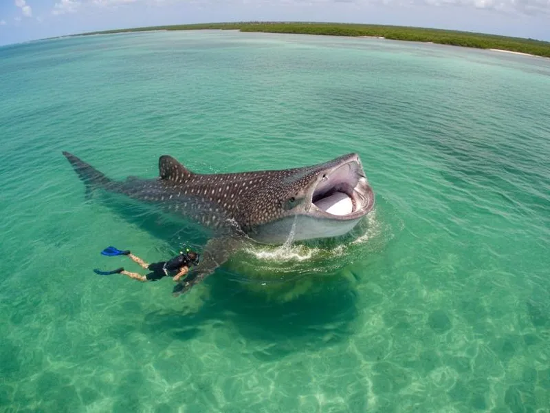 Whale shark swimming near Holbox during peak July season