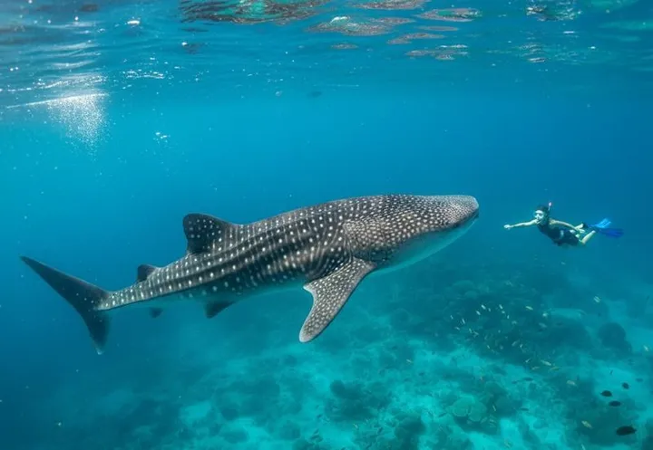 Holbox in June 2026: Whale Sharks & Rain