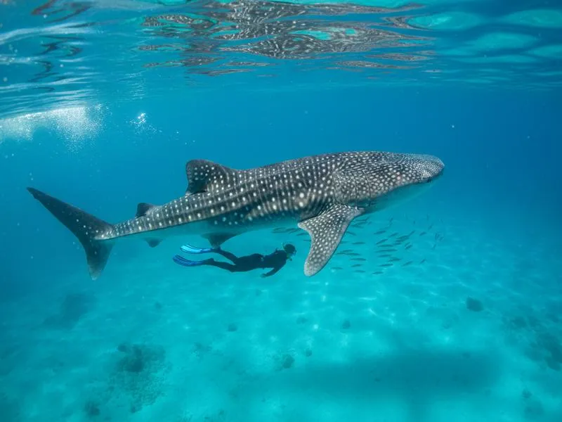 Balandra Beach and the Sea of Cortez near La Paz, Baja California Sur — whale shark season opens October through May