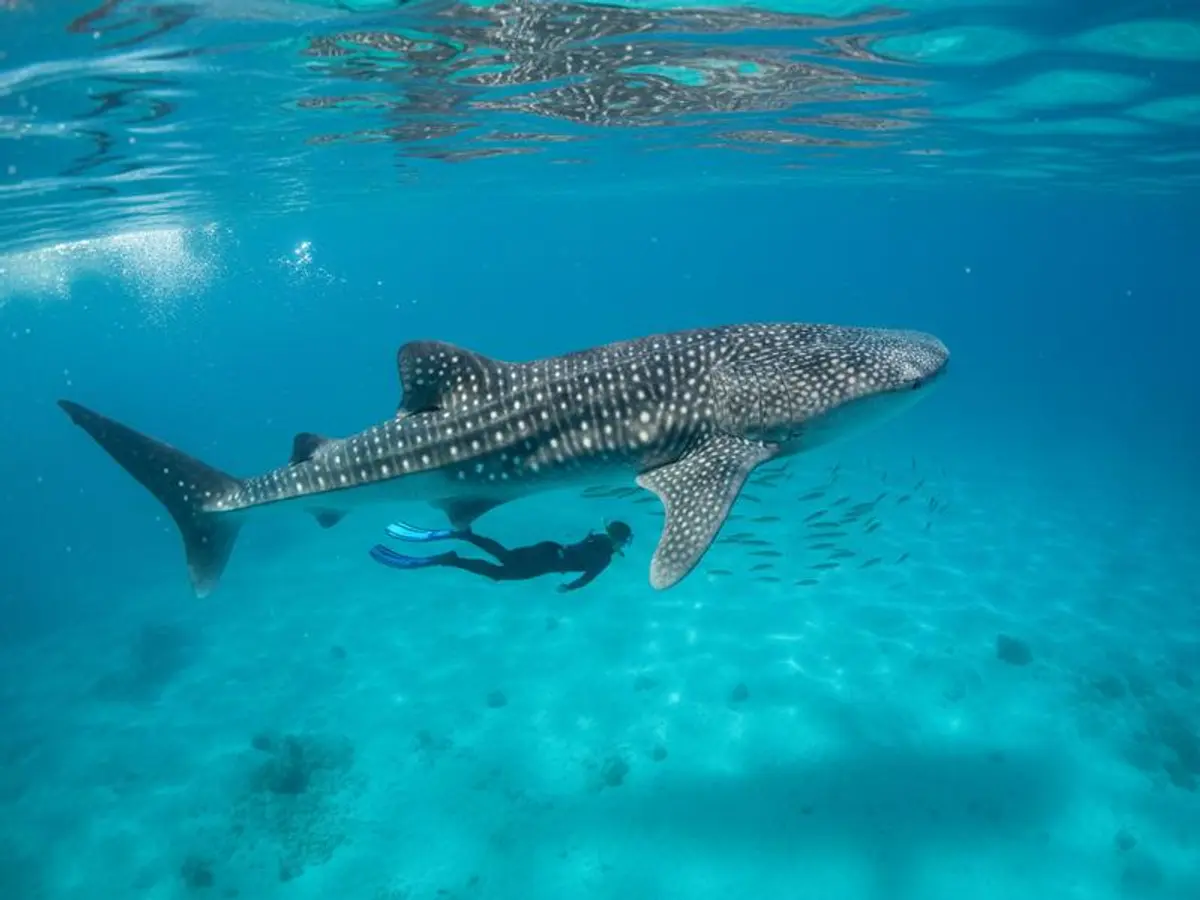 Sargassum in Mexico 2026: Right Now, Live Map, Worst Months, and Where to Go Instead