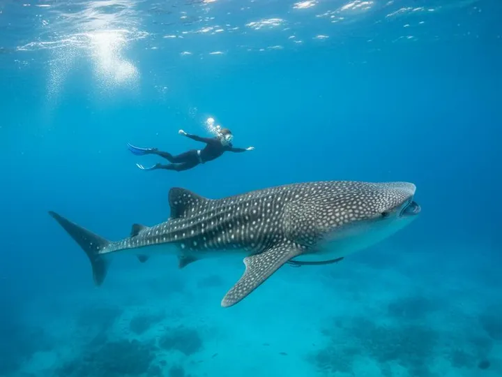 Cancun in July: Weather, Sargassum, Whale Sharks & Is It Worth It?
