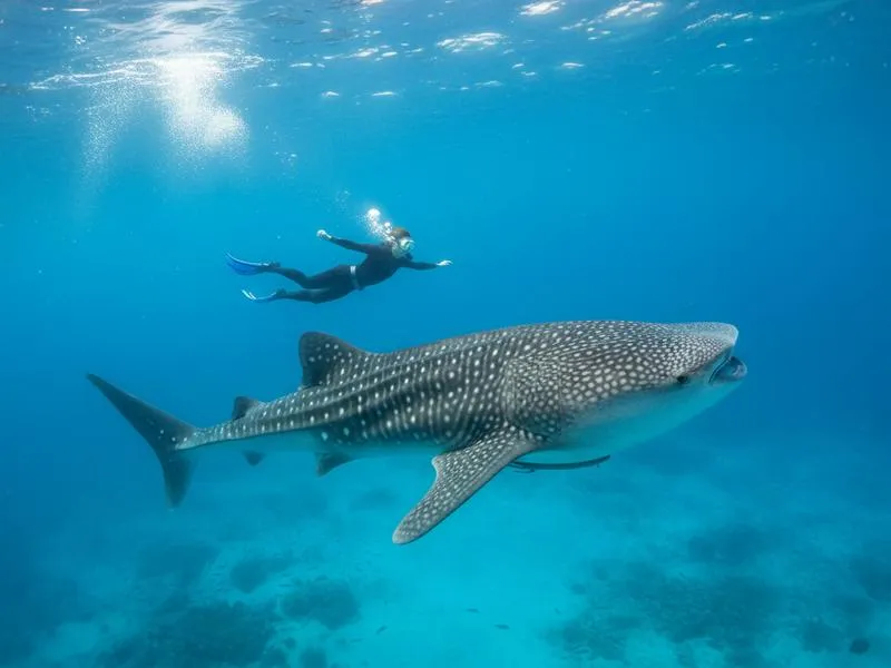 Whale sharks near Cancun and Holbox during whale shark season May to September
