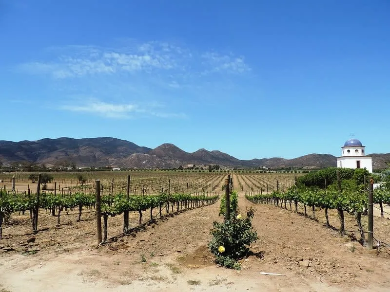 Hotel Adobe Guadalupe wine cellar and vineyard with Mediterranean-style architecture