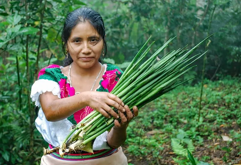 Chol Maya people of Chiapas — guardians of the Palenque region