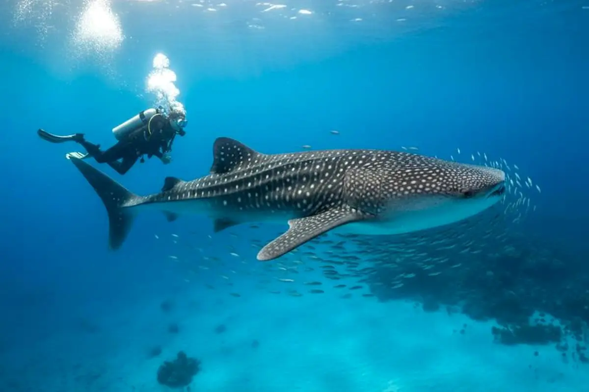 Isla Mujeres in February: Weather & Playa Norte