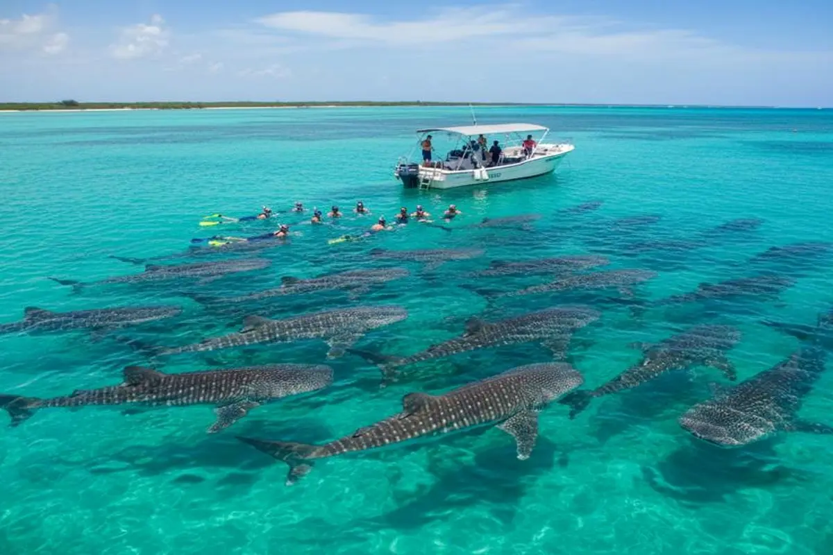 Isla Mujeres in June: Whale Sharks, Playa Norte & Weather