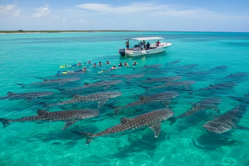 Snorkeler swimming beside a whale shark near Isla Mujeres during June whale shark season
