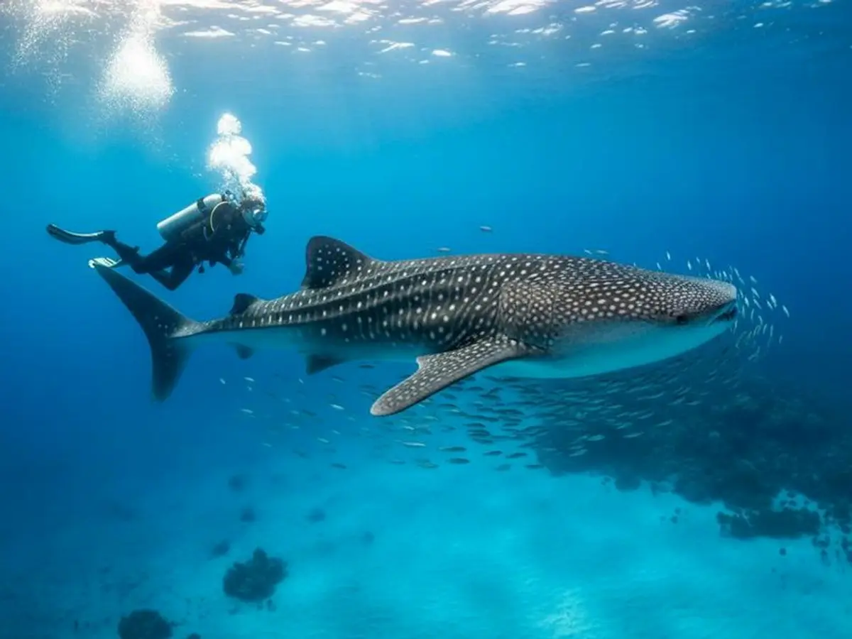 Isla Mujeres in September 2026: Weather & Whale Sharks