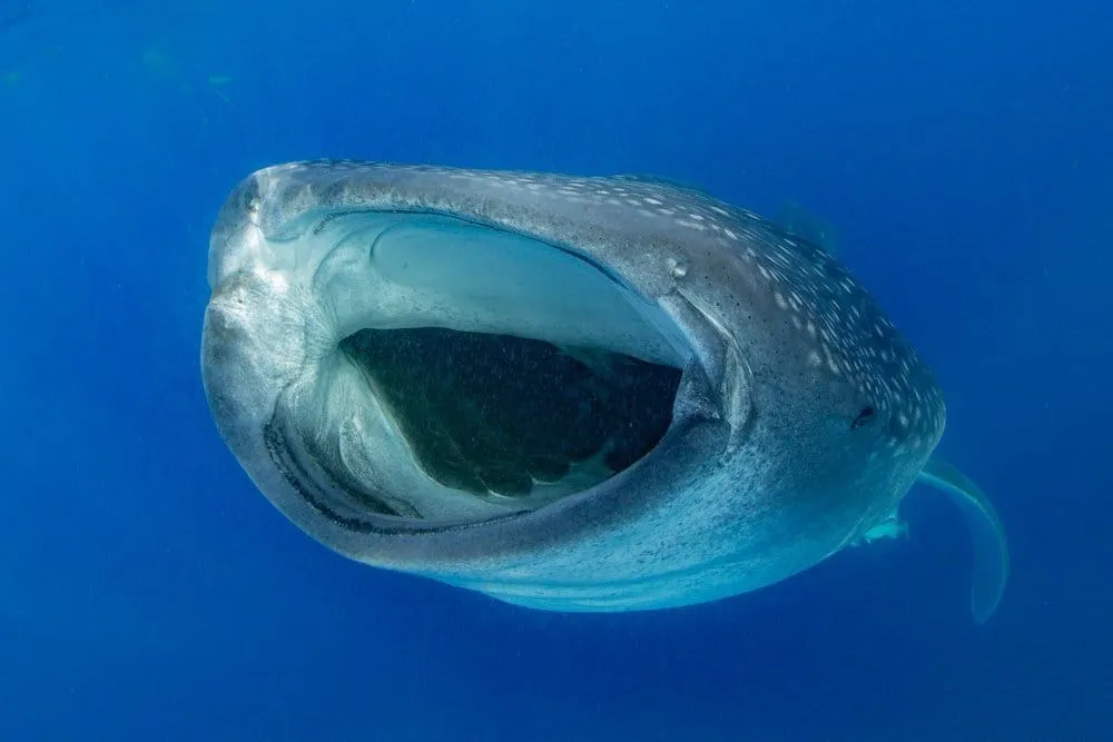 Tour boat on open Caribbean water during whale shark season near Isla Mujeres
