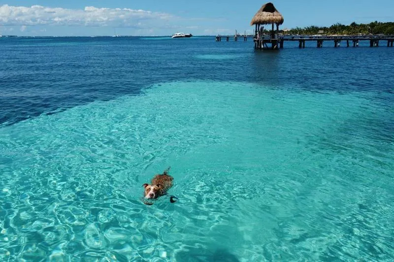 Crystal-clear turquoise water at Playa Norte on Isla Mujeres — calm, shallow Caribbean sea with white sand and colorful buildings in the background