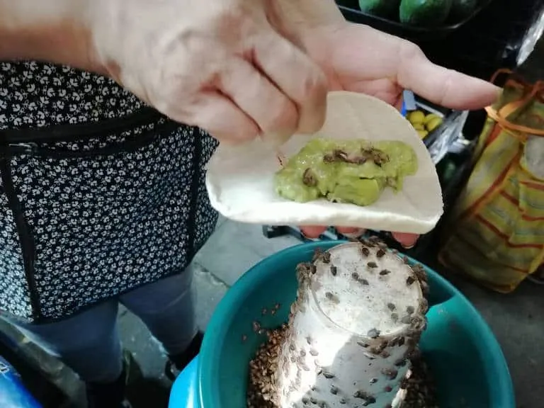 Jumiles stink bugs being eaten in Taxco Mexico at the Feria del Jumil festival tradition unique to Guerrero