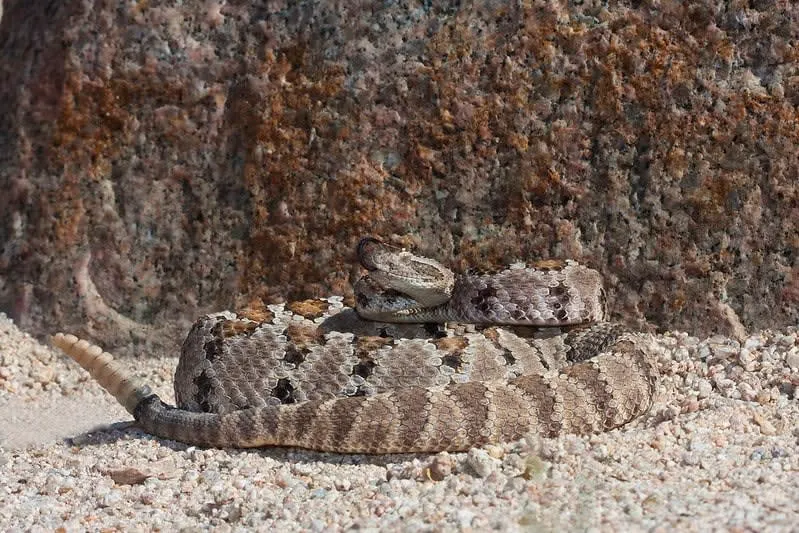 Reptile exhibits inside the La Paz Serpentarium