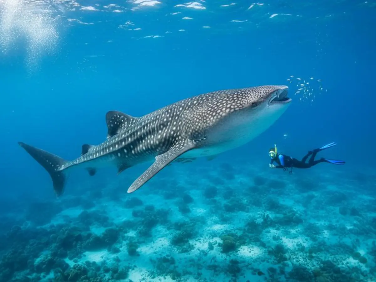 Best Beaches in Baja California 2026: Pacific & Sea of Cortez