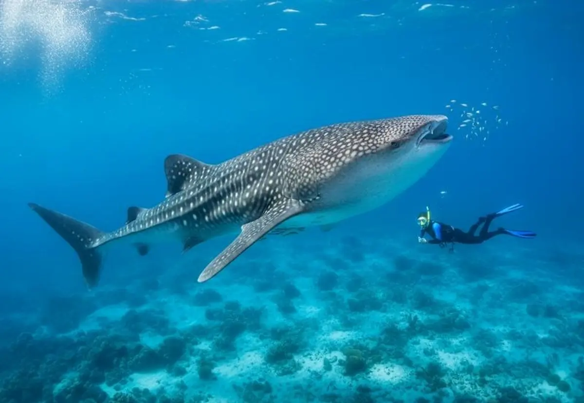 La Paz in October: Whale Sharks and Warm Baja Water