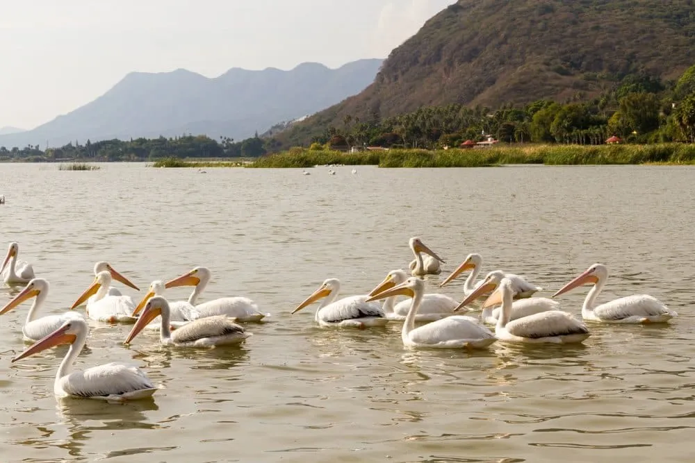 lake chapala — Lake Chapala Mexico