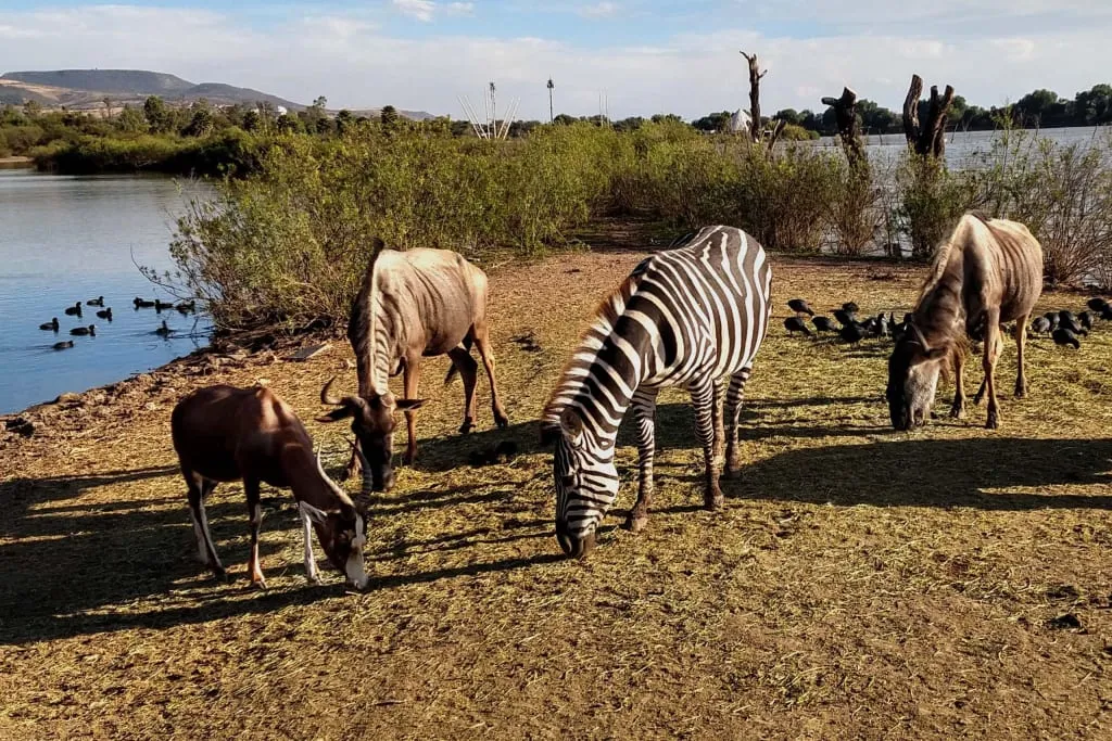 Families exploring the safari-style areas of León Zoo