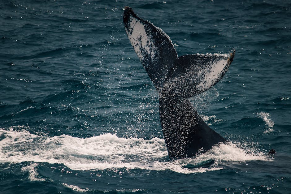 Humpback whale watching in Los Cabos — December through April, hundreds of humpbacks in the Sea of Cortez