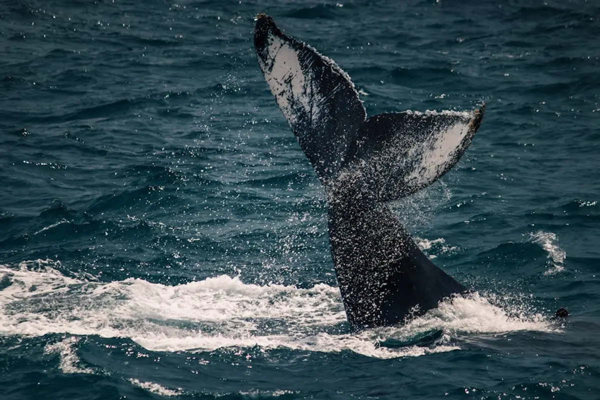 Things to Do in Los Cabos 2026: 25 Best Activities, Beaches & Excursions