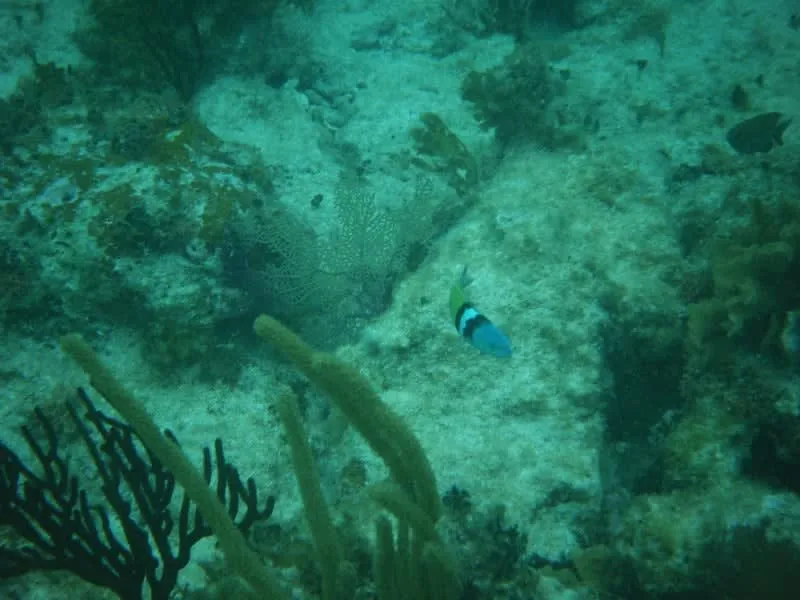 mahahual snorkeling — Mahahual Beach Mexico