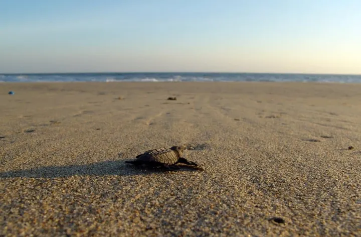 Mazunte in July 2026: Turtles, Rain & No Sargassum