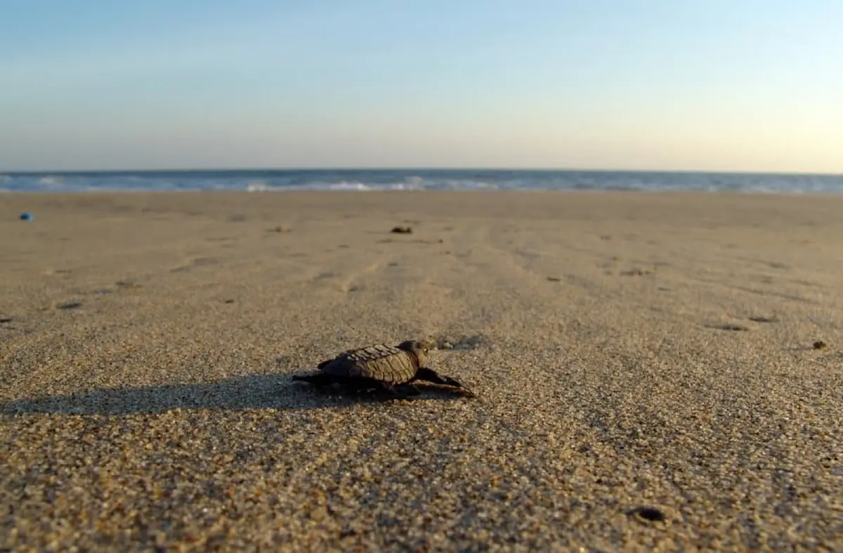 Mazunte in July 2026: Turtles, Rain & No Sargassum