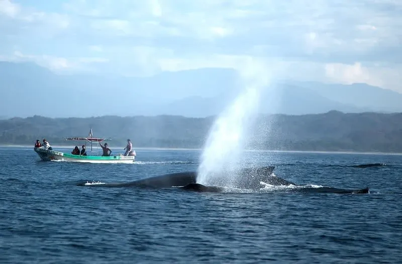 Whale surfacing offshore from the Oaxaca Coast near Mazunte during winter season