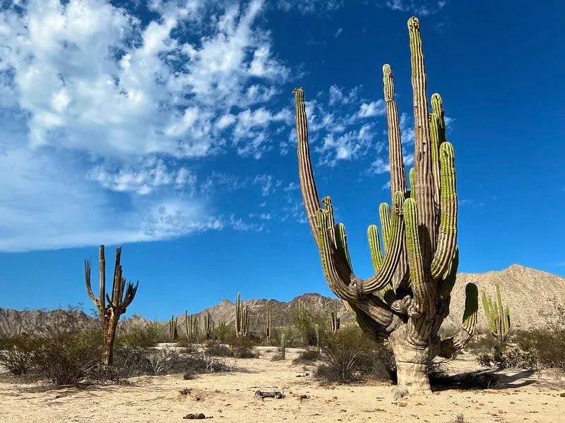 mexicali baja california mexico