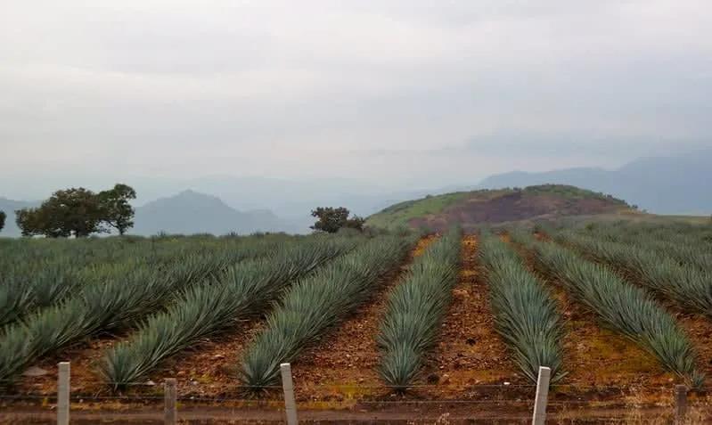 Blue agave fields in Tequila, Jalisco, Mexico — the only place true tequila is made