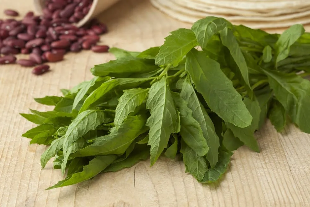 Fresh epazote leaves used to season beans and quesadillas