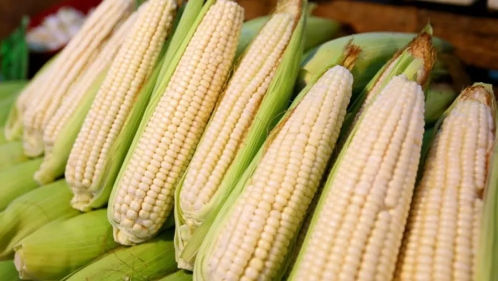 Fresh ears of corn, the base for tortillas, tamales, and masa
