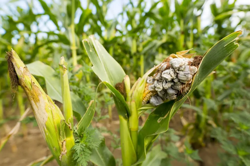 Huitlacoche corn fungus prepared as a savory Mexican filling