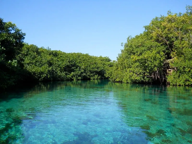 Casa Cenote near Tulum — long channel connecting to the Caribbean Sea, surrounded by mangroves