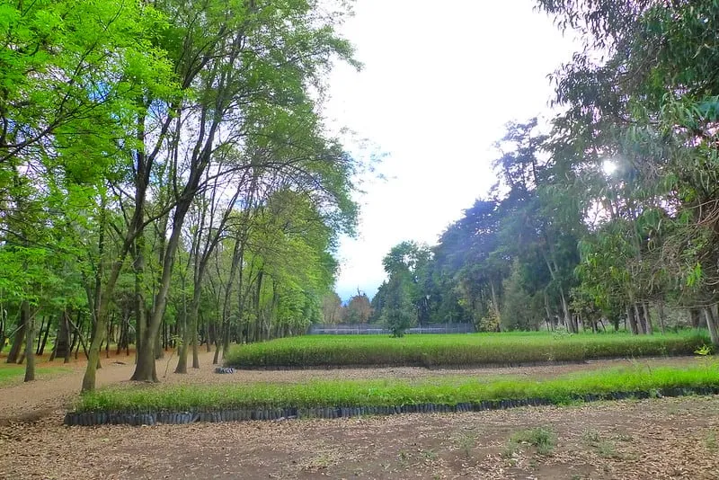 Plant beds and paths at Viveros de Coyoacan in Mexico City