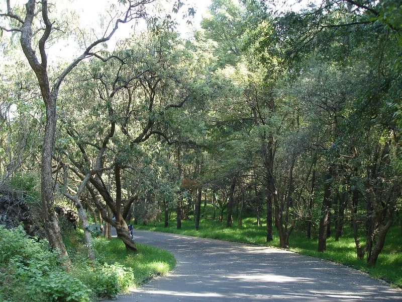 Wooded path through Bosque de Tlalpan in southern Mexico City