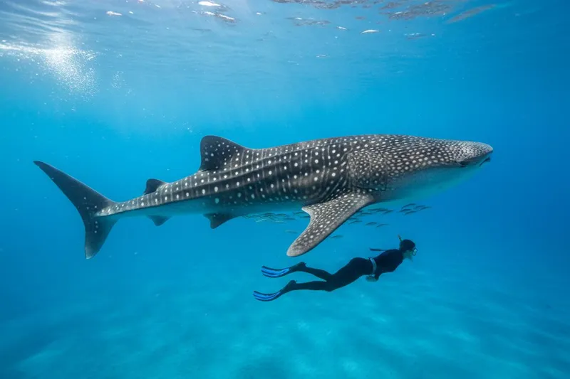 Snorkeler swimming alongside a massive whale shark in turquoise Mexican waters during peak season