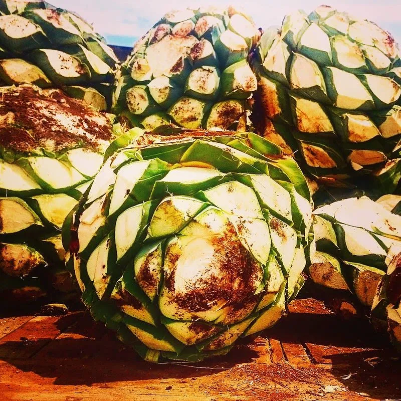 Agave piñas (hearts) ready for roasting at a mezcal palenque in Oaxaca, Mexico