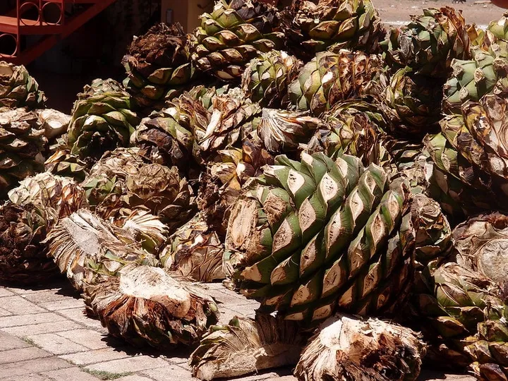 Mezcal Guide Mexico 2026: How to Drink, Buy & Visit Palenques