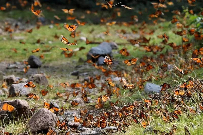 Monarch butterflies covering oyamel fir tree branches in the Monarch Butterfly Biosphere Reserve in Michoacán — December marks the building phase of peak butterfly season