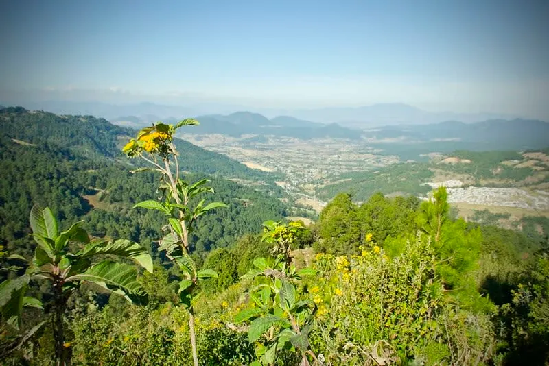 Monarch butterflies in Michoacán forests during November arrival season