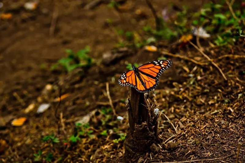 Millions of monarch butterflies covering oyamel fir trees in Michoacán, Mexico