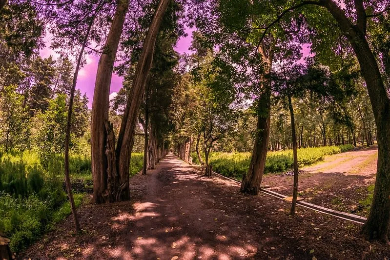 Shaded paths and nursery trees inside Vivero Coyoacan National Park.