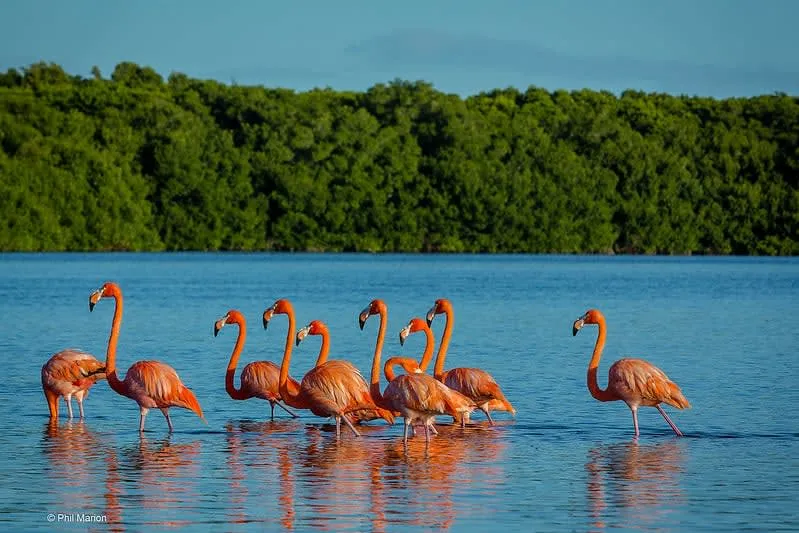 Boat route through the Ria Celestun wetlands in Yucatan.